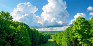 Die verblüffende Rolle der Bäume bei der Wolkenbildung