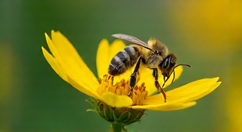 Das sind die Top 7 Schritte beim Studieren sozialer Insekten