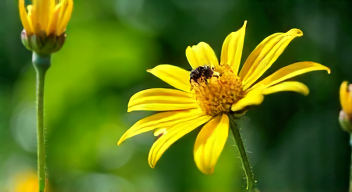 Die besten 8 Tipps bei der Förderung des Gartenbaus