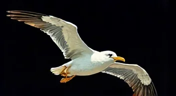 Meine Faszination für Albatrosse (1/10)