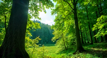 Einfluss der Forstwirtschaft auf die Waldgesundheit (2/10)