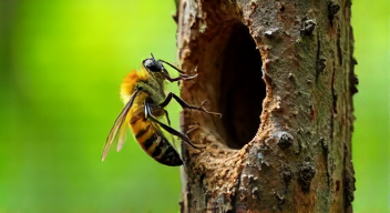 Evolutionäre Perspektiven auf soziale Insekten (5/10)