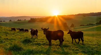 Ökonomische Betrachtungen: Der Wolf und die Landwirtschaft (7/10)