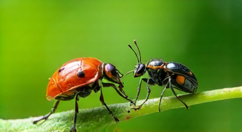 Perspektiven zu parasitärer Manipulation