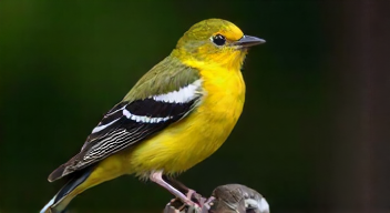 Die 5 meistgestellten Fragen (FAQ) zu Farbvielfalt des Mäusebussards