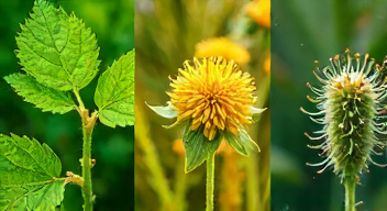 Perspektiven zu Pilzresistenzen und deren Bewältigung